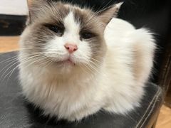 -猫色咖啡·猫咖