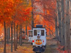 -黄海国家森林公园