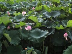 -谷咖啡·鲜花绿植花园餐厅