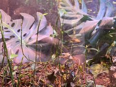 -正佳雨林生态植物园
