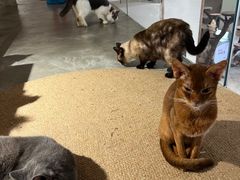 -more than meow吴止猫主题餐厅(承德 中船汇店)