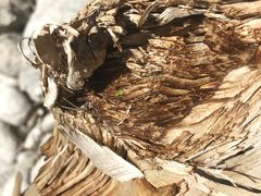 景点-黑河国家森林公园