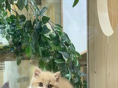 -屋虎猫馆(宝安大仟里店)
