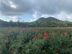 -亚龙湾国际玫瑰谷
