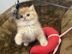 -猫十亿·布偶金渐层·曼基康矮脚猫舍(青年路店)
