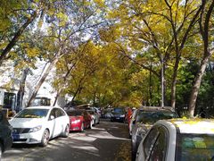 -三里屯东五街银杏大道