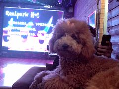 -RP酒吧·静吧·BAR