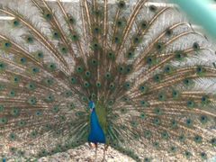 孔雀开屏-南京金牛湖风景区