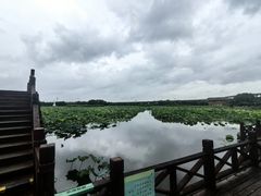 -荷塘月色湿地公园·向阳花洲