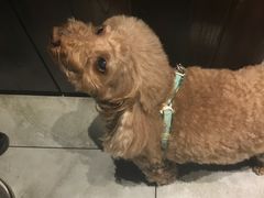 -酷狗靓猫宠物·洗护·美容·寄养(航北路店)