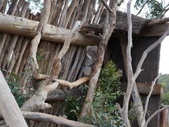 -威勒比开放式动物园