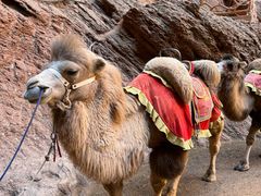 -天山神秘大峡谷