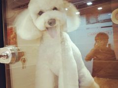 -八公叔叔宠物美容连锁(春申店)