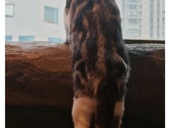 -猫猫幼稚园·撸猫·桌游·电玩