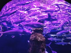 -厦门海底世界