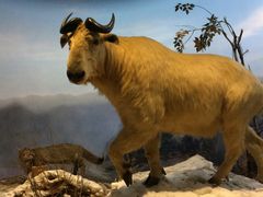 -陕西自然博物馆