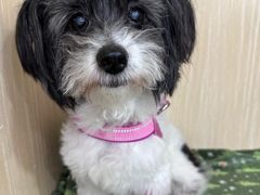 -美联众合动物医院·24h转诊中心