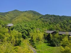 -大唐贡茶院