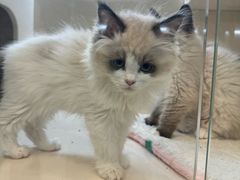 -青石桥花鸟鱼虫市场(叠翠城店)