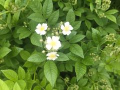 -同济大学(嘉定校区)