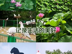 -狮城公园