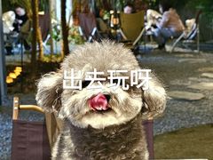 -J Create城市露营咖啡·简餐·宠物(上海动物园店)