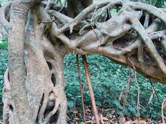 -中国科学院西双版纳热带植物园