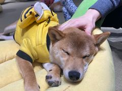 -逗柴咖啡屋·狗咖猫咖宠物桌游