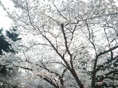-武汉大学-樱园