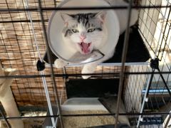 -萌兽医馆·犬猫专科·眼科中心·宠物医院(朝阳门分院)