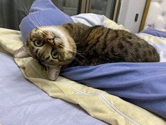 -十年猫舍·猫咪专门店(普陀店)