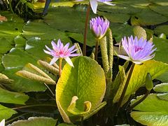 -国家植物园南园