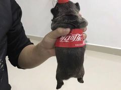 -南珠宫酒店-茶餐厅