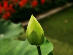 -陈家山荷花公园