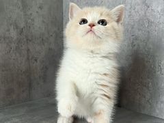 -小猫来了·猫舍(红山六九七九店)