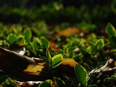 景点-徐家汇源景区-衡山公园