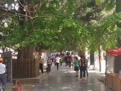 -嵩山少林文化旅游景区