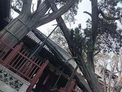 -晋祠公园