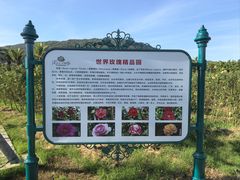 -亚龙湾国际玫瑰谷