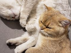 -喵屿·大理花园猫咖