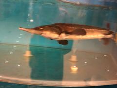 -海泉大酒店自助餐