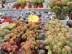-金科花卉市场