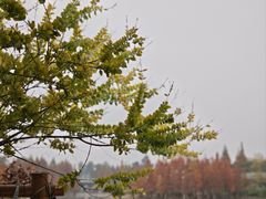 -白鹭湾湿地公园