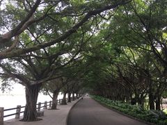 -大湾区中央湿地公园