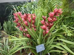 -国家植物园南园