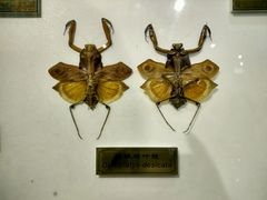 -上海昆虫博物馆