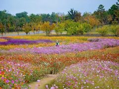 -上海共青森林公园
