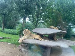 -北京野生动物园