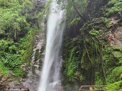 -莫里热带雨林景区