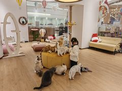 -1013 PET SHOP精品宠物商店(丁香店)